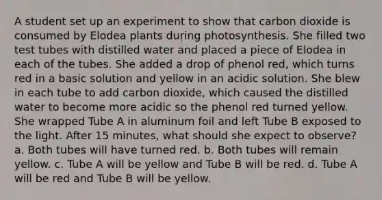 A student set up an experiment to show that carbon dioxide is consumed by Elodea plants during photosynthesis. She filled two test tubes with distilled water and placed a piece of Elodea in each of the tubes. She added a drop of phenol red, which turns red in a basic solution and yellow in an acidic solution. She blew in each tube to add carbon dioxide, which caused the distilled water to become more acidic so the phenol red turned yellow. She wrapped Tube A in aluminum foil and left Tube B exposed to the light. After 15 minutes, what should she expect to observe? a. Both tubes will have turned red. b. Both tubes will remain yellow. c. Tube A will be yellow and Tube B will be red. d. Tube A will be red and Tube B will be yellow.