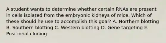 A student wants to determine whether certain RNAs are present in cells isolated from the embryonic kidneys of mice. Which of these should he use to accomplish this goal? A. Northern blotting B. Southern blotting C. Western blotting D. Gene targeting E. Positional cloning