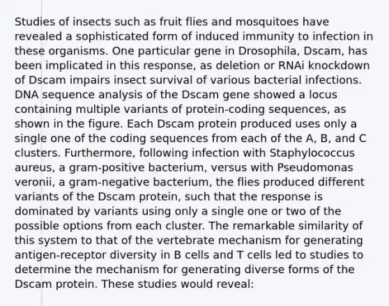 Studies of insects such as fruit flies and mosquitoes have revealed a sophisticated form of induced immunity to infection in these organisms. One particular gene in Drosophila, Dscam, has been implicated in this response, as deletion or RNAi knockdown of Dscam impairs insect survival of various bacterial infections. DNA sequence analysis of the Dscam gene showed a locus containing multiple variants of protein-coding sequences, as shown in the figure. Each Dscam protein produced uses only a single one of the coding sequences from each of the A, B, and C clusters. Furthermore, following infection with Staphylococcus aureus, a gram-positive bacterium, versus with Pseudomonas veronii, a gram-negative bacterium, the flies produced different variants of the Dscam protein, such that the response is dominated by variants using only a single one or two of the possible options from each cluster. The remarkable similarity of this system to that of the vertebrate mechanism for generating antigen-receptor diversity in B cells and T cells led to studies to determine the mechanism for generating diverse forms of the Dscam protein. These studies would reveal: