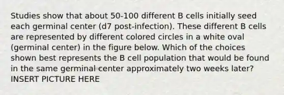 Studies show that about 50-100 different B cells initially seed each germinal center (d7 post-infection). These different B cells are represented by different colored circles in a white oval (germinal center) in the figure below. Which of the choices shown best represents the B cell population that would be found in the same germinal center approximately two weeks later? INSERT PICTURE HERE