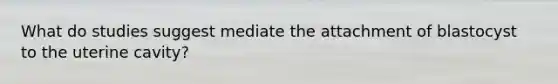 What do studies suggest mediate the attachment of blastocyst to the uterine cavity?