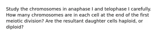 Study the chromosomes in anaphase I and telophase I carefully. How many chromosomes are in each cell at the end of the first meiotic division? Are the resultant daughter cells haploid, or diploid?