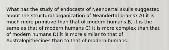 What has the study of endocasts of Neandertal skulls suggested about the structural organization of Neandertal brains? A) it is much more primitive than that of modern humans B) it is the same as that of modern humans C) it is more complex than that of modern humans D) it is more similar to that of Australopithecines than to that of modern humans.