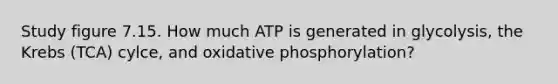 Study figure 7.15. How much ATP is generated in glycolysis, the Krebs (TCA) cylce, and <a href='https://www.questionai.com/knowledge/kFazUb9IwO-oxidative-phosphorylation' class='anchor-knowledge'>oxidative phosphorylation</a>?