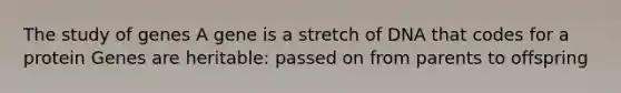 The study of genes A gene is a stretch of DNA that codes for a protein Genes are heritable: passed on from parents to offspring