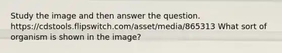 Study the image and then answer the question. https://cdstools.flipswitch.com/asset/media/865313 What sort of organism is shown in the image?