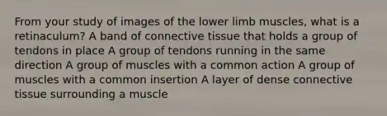 From your study of images of the <a href='https://www.questionai.com/knowledge/kF4ILRdZqC-lower-limb' class='anchor-knowledge'>lower limb</a> muscles, what is a retinaculum? A band of <a href='https://www.questionai.com/knowledge/kYDr0DHyc8-connective-tissue' class='anchor-knowledge'>connective tissue</a> that holds a group of tendons in place A group of tendons running in the same direction A group of muscles with a common action A group of muscles with a common insertion A layer of dense connective tissue surrounding a muscle