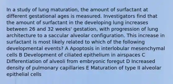 In a study of lung maturation, the amount of surfactant at different gestational ages is measured. Investigators find that the amount of surfactant in the developing lung increases between 26 and 32 weeks' gestation, with progression of lung architecture to a saccular alveolar configuration. This increase in surfactant is most likely related to which of the following developmental events? A Apoptosis in interlobular mesenchymal cells B Development of ciliated epithelium in airspaces C Differentiation of alveoli from embryonic foregut D Increased density of pulmonary capillaries E Maturation of type II alveolar epithelial cells