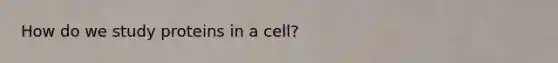 How do we study proteins in a cell?