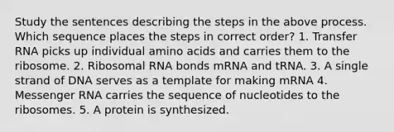 Study the sentences describing the steps in the above process. Which sequence places the steps in correct order? 1. Transfer RNA picks up individual amino acids and carries them to the ribosome. 2. Ribosomal RNA bonds mRNA and tRNA. 3. A single strand of DNA serves as a template for making mRNA 4. Messenger RNA carries the sequence of nucleotides to the ribosomes. 5. A protein is synthesized.