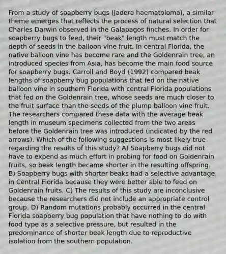 From a study of soapberry bugs (Jadera haematoloma), a similar theme emerges that reflects the process of natural selection that Charles Darwin observed in the Galapagos finches. In order for soapberry bugs to feed, their "beak" length must match the depth of seeds in the balloon vine fruit. In central Florida, the native balloon vine has become rare and the Goldenrain tree, an introduced species from Asia, has become the main food source for soapberry bugs. Carroll and Boyd (1992) compared beak lengths of soapberry bug populations that fed on the native balloon vine in southern Florida with central Florida populations that fed on the Goldenrain tree, whose seeds are much closer to the fruit surface than the seeds of the plump balloon vine fruit. The researchers compared these data with the average beak length in museum specimens collected from the two areas before the Goldenrain tree was introduced (indicated by the red arrows). Which of the following suggestions is most likely true regarding the results of this study? A) Soapberry bugs did not have to expend as much effort in probing for food on Goldenrain fruits, so beak length became shorter in the resulting offspring. B) Soapberry bugs with shorter beaks had a selective advantage in Central Florida because they were better able to feed on Goldenrain fruits. C) The results of this study are inconclusive because the researchers did not include an appropriate control group. D) Random mutations probably occurred in the central Florida soapberry bug population that have nothing to do with food type as a selective pressure, but resulted in the predominance of shorter beak length due to reproductive isolation from the southern population.