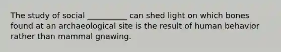 The study of social __________ can shed light on which bones found at an archaeological site is the result of human behavior rather than mammal gnawing.