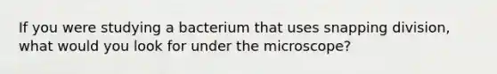 If you were studying a bacterium that uses snapping division, what would you look for under the microscope?