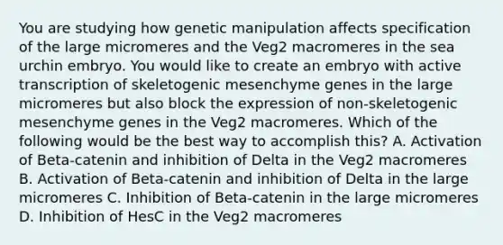 You are studying how genetic manipulation affects specification of the large micromeres and the Veg2 macromeres in the sea urchin embryo. You would like to create an embryo with active transcription of skeletogenic mesenchyme genes in the large micromeres but also block the expression of non-skeletogenic mesenchyme genes in the Veg2 macromeres. Which of the following would be the best way to accomplish this? A. Activation of Beta-catenin and inhibition of Delta in the Veg2 macromeres B. Activation of Beta-catenin and inhibition of Delta in the large micromeres C. Inhibition of Beta-catenin in the large micromeres D. Inhibition of HesC in the Veg2 macromeres