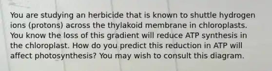 You are studying an herbicide that is known to shuttle hydrogen ions (protons) across the thylakoid membrane in chloroplasts. You know the loss of this gradient will reduce ATP synthesis in the chloroplast. How do you predict this reduction in ATP will affect photosynthesis? You may wish to consult this diagram.