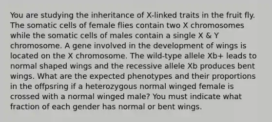 You are studying the inheritance of X-linked traits in the fruit fly. The somatic cells of female flies contain two X chromosomes while the somatic cells of males contain a single X & Y chromosome. A gene involved in the development of wings is located on the X chromosome. The wild-type allele Xb+ leads to normal shaped wings and the recessive allele Xb produces bent wings. What are the expected phenotypes and their proportions in the offpsring if a heterozygous normal winged female is crossed with a normal winged male? You must indicate what fraction of each gender has normal or bent wings.