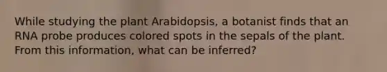 While studying the plant Arabidopsis, a botanist finds that an RNA probe produces colored spots in the sepals of the plant. From this information, what can be inferred?