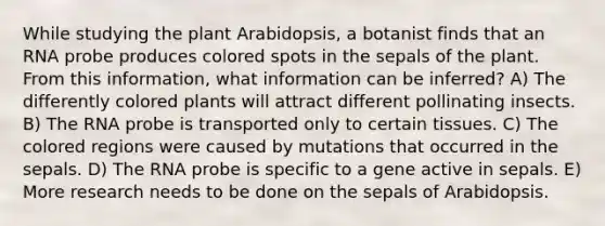 While studying the plant Arabidopsis, a botanist finds that an RNA probe produces colored spots in the sepals of the plant. From this information, what information can be inferred? A) The differently colored plants will attract different pollinating insects. B) The RNA probe is transported only to certain tissues. C) The colored regions were caused by mutations that occurred in the sepals. D) The RNA probe is specific to a gene active in sepals. E) More research needs to be done on the sepals of Arabidopsis.