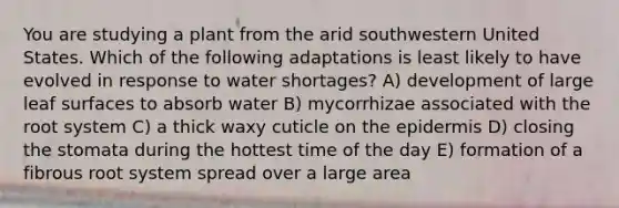 You are studying a plant from the arid southwestern United States. Which of the following adaptations is least likely to have evolved in response to water shortages? A) development of large leaf surfaces to absorb water B) mycorrhizae associated with the root system C) a thick waxy cuticle on the epidermis D) closing the stomata during the hottest time of the day E) formation of a fibrous root system spread over a large area