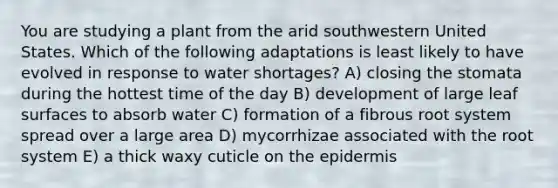 You are studying a plant from the arid southwestern United States. Which of the following adaptations is least likely to have evolved in response to water shortages? A) closing the stomata during the hottest time of the day B) development of large leaf surfaces to absorb water C) formation of a fibrous root system spread over a large area D) mycorrhizae associated with the root system E) a thick waxy cuticle on the epidermis