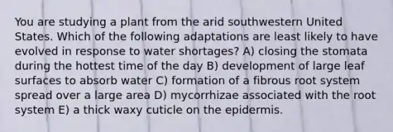 You are studying a plant from the arid southwestern United States. Which of the following adaptations are least likely to have evolved in response to water shortages? A) closing the stomata during the hottest time of the day B) development of large leaf surfaces to absorb water C) formation of a fibrous root system spread over a large area D) mycorrhizae associated with the root system E) a thick waxy cuticle on the epidermis.