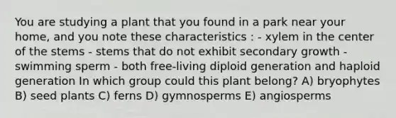 You are studying a plant that you found in a park near your home, and you note these characteristics : - xylem in the center of the stems - stems that do not exhibit secondary growth - swimming sperm - both free-living diploid generation and haploid generation In which group could this plant belong? A) bryophytes B) seed plants C) ferns D) gymnosperms E) angiosperms