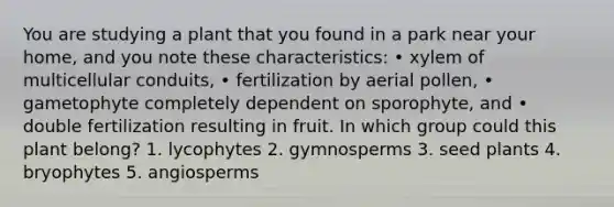 You are studying a plant that you found in a park near your home, and you note these characteristics: • xylem of multicellular conduits, • fertilization by aerial pollen, • gametophyte completely dependent on sporophyte, and • double fertilization resulting in fruit. In which group could this plant belong? 1. lycophytes 2. gymnosperms 3. seed plants 4. bryophytes 5. angiosperms