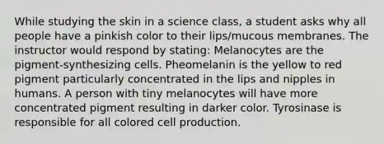 While studying the skin in a science class, a student asks why all people have a pinkish color to their lips/mucous membranes. The instructor would respond by stating: Melanocytes are the pigment-synthesizing cells. Pheomelanin is the yellow to red pigment particularly concentrated in the lips and nipples in humans. A person with tiny melanocytes will have more concentrated pigment resulting in darker color. Tyrosinase is responsible for all colored cell production.