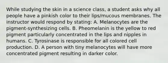 While studying the skin in a science class, a student asks why all people have a pinkish color to their lips/mucous membranes. The instructor would respond by stating: A. Melanocytes are the pigment-synthesizing cells. B. Pheomelanin is the yellow to red pigment particularly concentrated in the lips and nipples in humans. C. Tyrosinase is responsible for all colored cell production. D. A person with tiny melanocytes will have more concentrated pigment resulting in darker color.