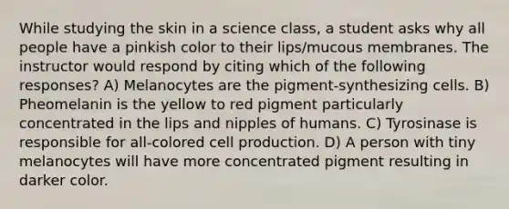 While studying the skin in a science class, a student asks why all people have a pinkish color to their lips/mucous membranes. The instructor would respond by citing which of the following responses? A) Melanocytes are the pigment-synthesizing cells. B) Pheomelanin is the yellow to red pigment particularly concentrated in the lips and nipples of humans. C) Tyrosinase is responsible for all-colored cell production. D) A person with tiny melanocytes will have more concentrated pigment resulting in darker color.