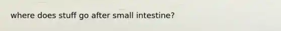 where does stuff go after small intestine?