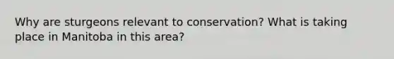 Why are sturgeons relevant to conservation? What is taking place in Manitoba in this area?