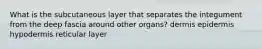 What is the subcutaneous layer that separates the integument from the deep fascia around other organs? dermis epidermis hypodermis reticular layer