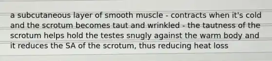 a subcutaneous layer of smooth muscle - contracts when it's cold and the scrotum becomes taut and wrinkled - the tautness of the scrotum helps hold the testes snugly against the warm body and it reduces the SA of the scrotum, thus reducing heat loss