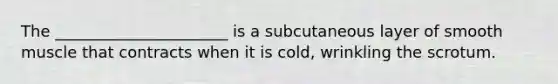 The ______________________ is a subcutaneous layer of smooth muscle that contracts when it is cold, wrinkling the scrotum.