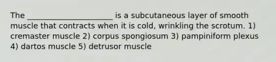 The ______________________ is a subcutaneous layer of smooth muscle that contracts when it is cold, wrinkling the scrotum. 1) cremaster muscle 2) corpus spongiosum 3) pampiniform plexus 4) dartos muscle 5) detrusor muscle