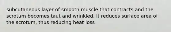 subcutaneous layer of smooth muscle that contracts and the scrotum becomes taut and wrinkled. It reduces surface area of the scrotum, thus reducing heat loss