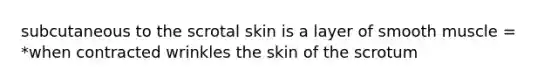 subcutaneous to the scrotal skin is a layer of smooth muscle = *when contracted wrinkles the skin of the scrotum