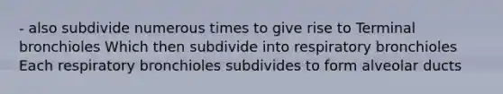 - also subdivide numerous times to give rise to Terminal bronchioles Which then subdivide into respiratory bronchioles Each respiratory bronchioles subdivides to form alveolar ducts