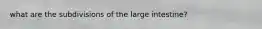 what are the subdivisions of the large intestine?