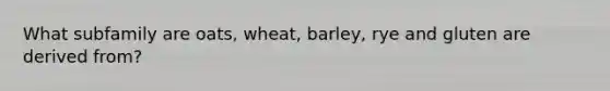 What subfamily are oats, wheat, barley, rye and gluten are derived from?