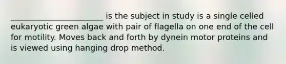 _______________________ is the subject in study is a single celled eukaryotic green algae with pair of flagella on one end of the cell for motility. Moves back and forth by dynein motor proteins and is viewed using hanging drop method.