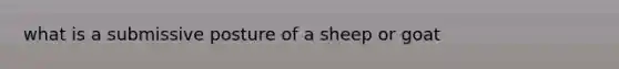 what is a submissive posture of a sheep or goat