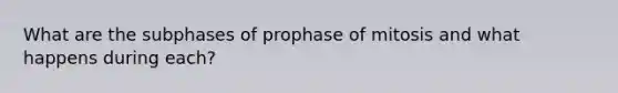 What are the subphases of prophase of mitosis and what happens during each?