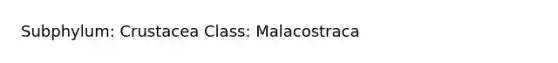 Subphylum: Crustacea Class: Malacostraca