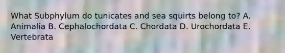 What Subphylum do tunicates and sea squirts belong to? A. Animalia B. Cephalochordata C. Chordata D. Urochordata E. Vertebrata