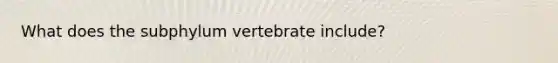 What does the subphylum vertebrate include?