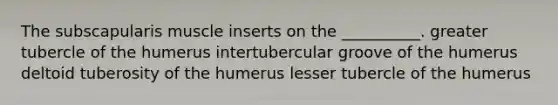 The subscapularis muscle inserts on the __________. greater tubercle of the humerus intertubercular groove of the humerus deltoid tuberosity of the humerus lesser tubercle of the humerus