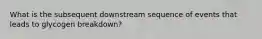 What is the subsequent downstream sequence of events that leads to glycogen breakdown?