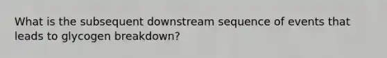 What is the subsequent downstream sequence of events that leads to glycogen breakdown?